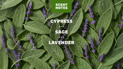 Alpine Sage - Warm Blend