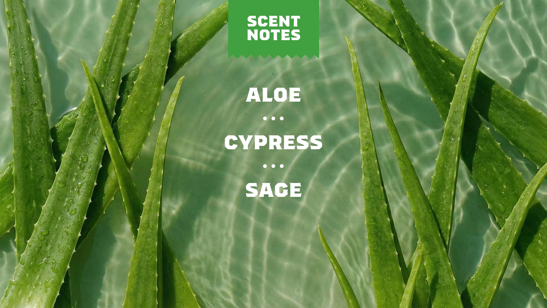 Cool Fresh Aloe Lotion - Easy Routine