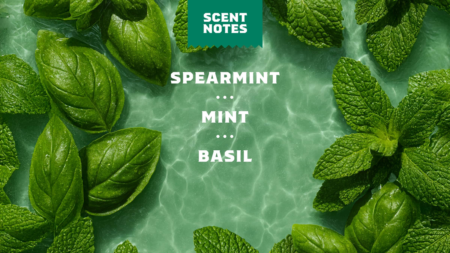 Spearmint Basil - Fresh Start