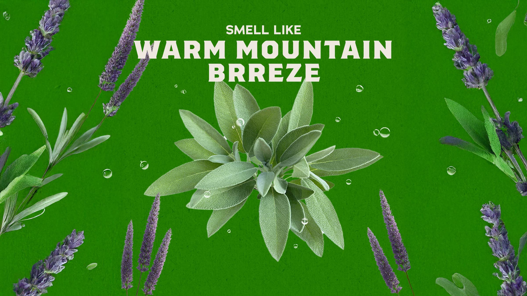 Alpine Sage - Warm Blend