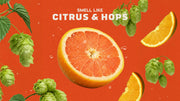 Grapefruit IPA - Daily Fresh